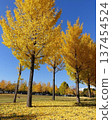 The beautiful yellow leaves at Expo '70 Commemorative Park stand out against the blue sky 137454524
