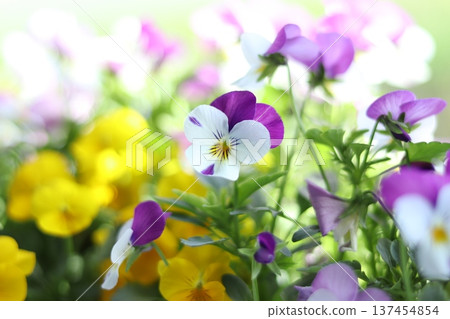 Viola Viola 137454854