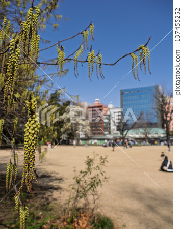 春日城市公園,蜀葵盛開,草坪宜人。 春日城市公園,蜀葵盛開,草坪宜人。 137455252