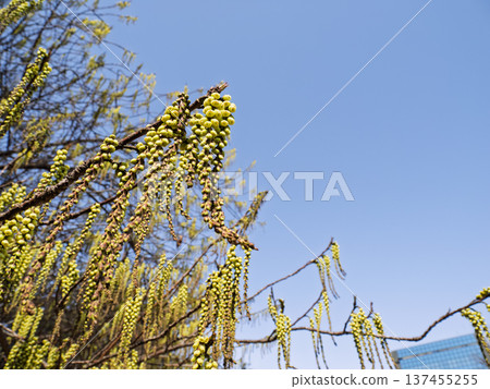 Flower clusters of Hachijo-Kabushi blooming against the blue sky 137455255