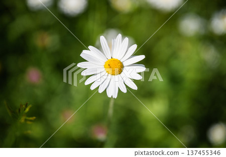 White daisy flower blooming in green meadow with soft natural background 137455346