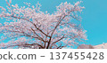 Sakura that shines in the blue sky 137455428