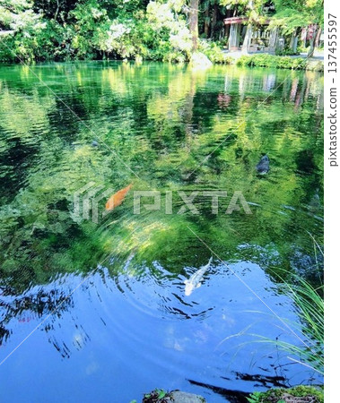 Fresh greenery and carp reflected in the pond 137455597