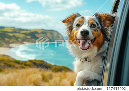 Cheerful Border Collie dog enjoys scenic road trip with hills and coastal ocean views with head out of car window, travel with pet summer sunny bright day, background with copy space 137455902