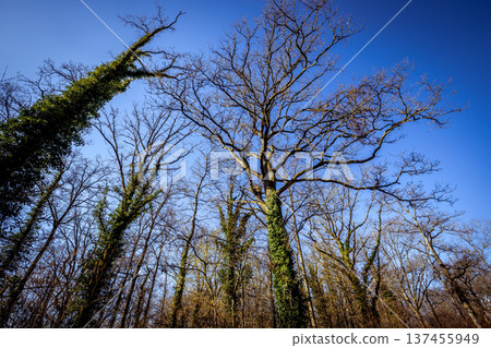 Oak trees in the forest of Marly near Versailles, france Oak trees in the forest of Marly near Versailles, france 137455949