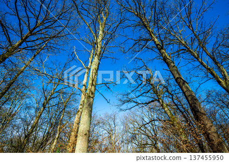 Oak trees in the forest of Marly near Versailles, france Oak trees in the forest of Marly near Versailles, france 137455950