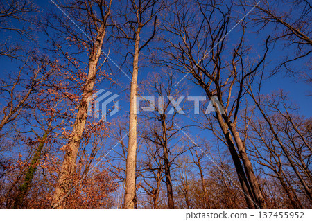 Oak trees in the forest of Marly near Versailles, france 137455952