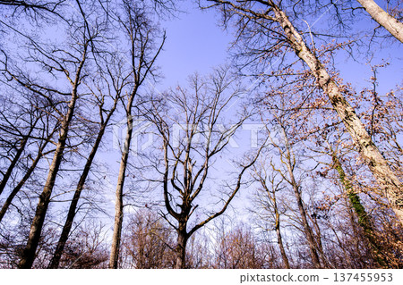 Oak trees in the forest of Marly near Versailles, france 137455953