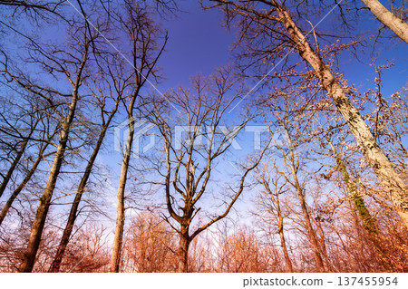Oak trees in the forest of Marly near Versailles, france Oak trees in the forest of Marly near Versailles, france 137455954
