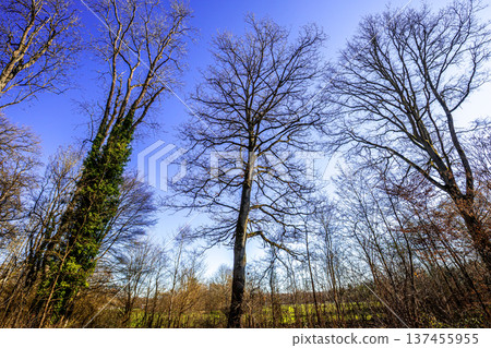 Oak trees in the forest of Marly near Versailles, france 137455955