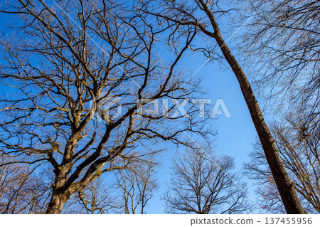 Oak trees in the forest of Marly near Versailles, france Oak trees in the forest of Marly near Versailles, france 137455956