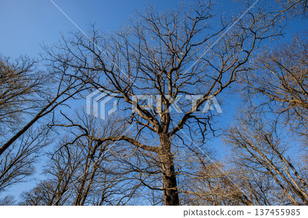 Oak trees in the forest of Marly near Versailles, france 137455985