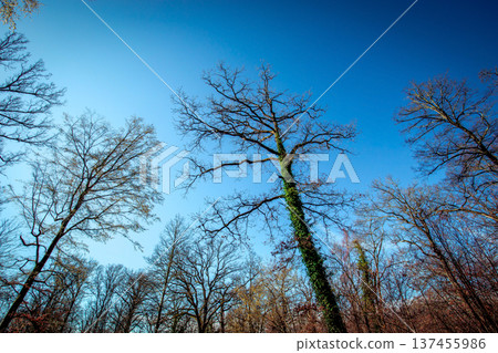 Oak trees in the forest of Marly near Versailles, france Oak trees in the forest of Marly near Versailles, france 137455986