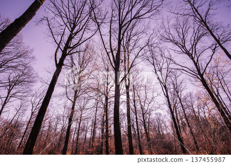 Oak trees in the forest of Marly near Versailles, france Oak trees in the forest of Marly near Versailles, france 137455987