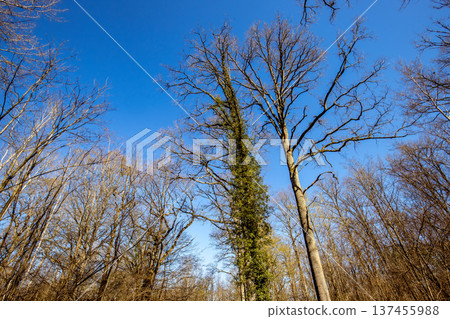 Oak trees in the forest of Marly near Versailles, france Oak trees in the forest of Marly near Versailles, france 137455988