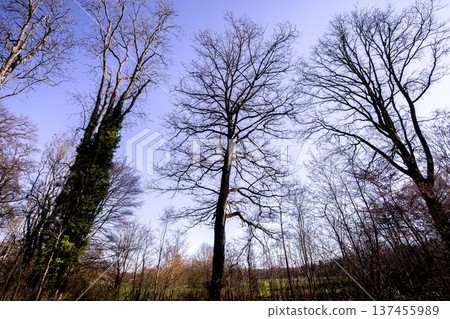 Oak trees in the forest of Marly near Versailles, france Oak trees in the forest of Marly near Versailles, france 137455989