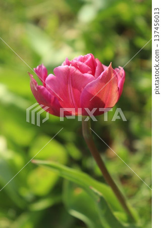 Tulip Tulip 137456013