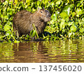 Capybara resting near the edge of the water, Pantanal wetlands, Brazil 137456020