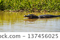 Caiman gliding through the calm waters, Pantanal wetlands, Brazil 137456025