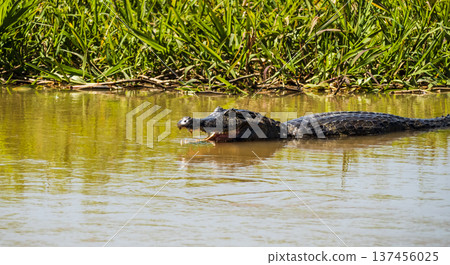 Caiman gliding through the calm waters, Pantanal wetlands, Brazil Caiman gliding through the calm waters, Pantanal wetlands, Brazil 137456025