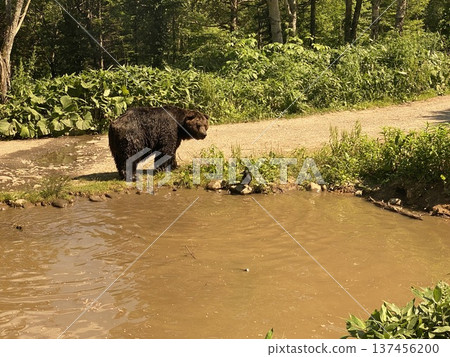 Brown bear Brown bear 137456200