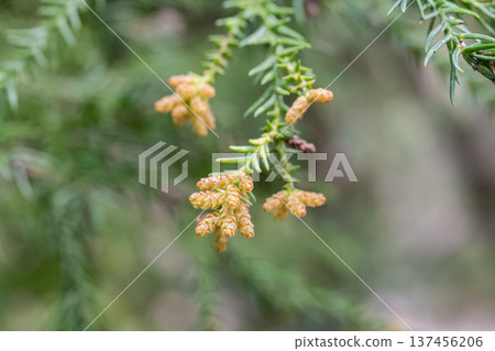 雪松 雪松花粉 雪松 雪松花粉 137456206