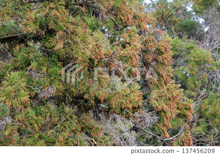 Cedar cedar flowers pollen Cedar cedar flowers pollen 137456209