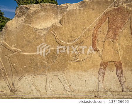 Karnak Temple is dedicated to the temple complex of Ancient Egypt. Thebes, Karnak, Luxor, Egypt Karnak Temple is dedicated to the temple complex of Ancient Egypt. Thebes, Karnak, Luxor, Egypt 137456693