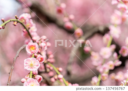 Landscape with plum blossoms Landscape with plum blossoms 137456767