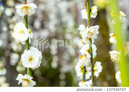白花 白花 137456787