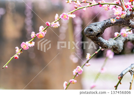 梅花告訴春天的到來 梅花告訴春天的到來 137456806