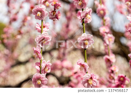 可愛的粉紅色垂梅花 可愛的粉紅色垂梅花 137456817