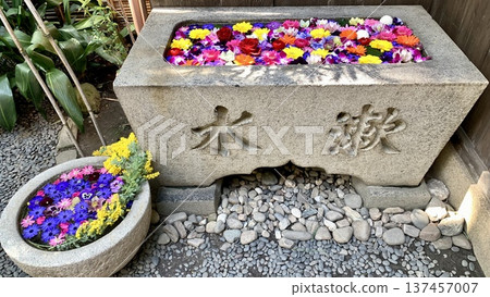 March flower water basin (rose, gerbera, ranunculus, cineraria, mimosa) at Sugao Shrine in Okazaki, Aichi Prefecture March flower water basin (rose, gerbera, ranunculus, cineraria, mimosa) at Sugao Shrine in Okazaki, Aichi Prefecture 137457007