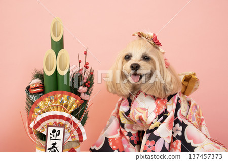粉紅色包包、新年松枝裝飾和穿著正裝的馬爾濟斯犬帕娜 粉紅色包包、新年松枝裝飾和穿著正裝的馬爾濟斯犬帕娜 137457373
