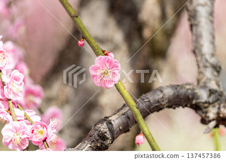 梅花告訴春天 梅花告訴春天 137457386