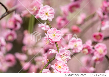 可愛的粉紅色梅花 可愛的粉紅色梅花 137457387
