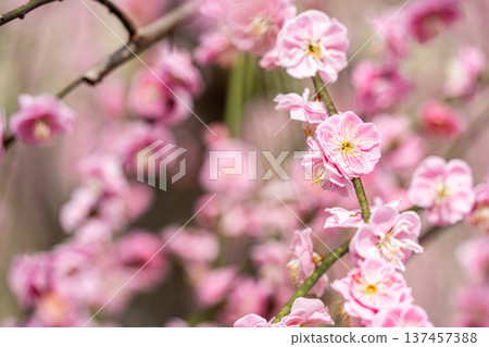粉紅色的梅花正盛開 粉紅色的梅花正盛開 137457388