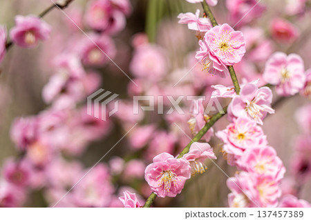 Pink plum blossoms are blooming 137457389