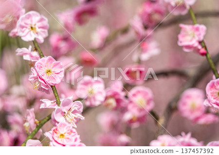 Pink plum blossoms are blooming Pink plum blossoms are blooming 137457392