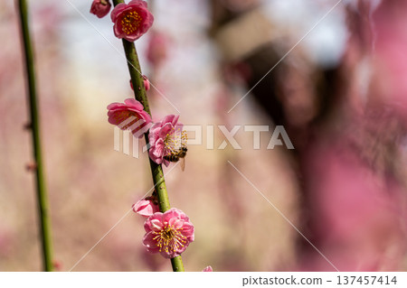 Plum buds heralding spring Plum buds heralding spring 137457414