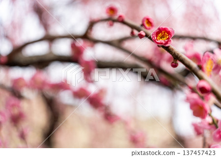 梅花告訴春天的到來 梅花告訴春天的到來 137457423
