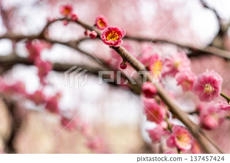 梅花告訴春天的到來 梅花告訴春天的到來 137457424