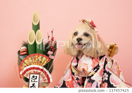 粉紅色包包、新年松枝裝飾和穿著正裝的馬爾濟斯犬帕娜 粉紅色包包、新年松枝裝飾和穿著正裝的馬爾濟斯犬帕娜 137457425