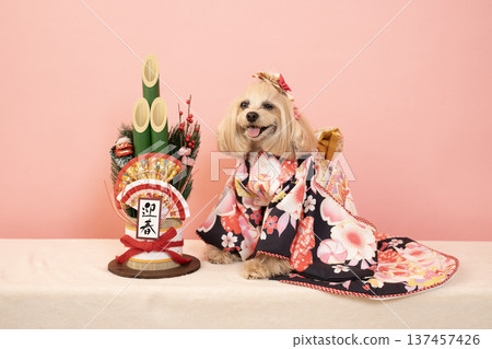 粉紅色包包、新年松枝裝飾和穿著正裝的馬爾濟斯犬帕娜 粉紅色包包、新年松枝裝飾和穿著正裝的馬爾濟斯犬帕娜 137457426