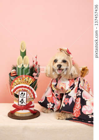 粉紅色包包、新年松枝裝飾和穿著正裝的馬爾濟斯犬帕娜 粉紅色包包、新年松枝裝飾和穿著正裝的馬爾濟斯犬帕娜 137457436