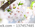 櫻花 137457485