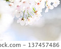 櫻花 137457486
