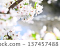 櫻花花瓣舞 137457488