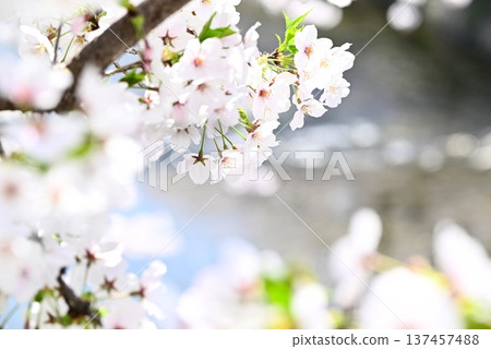 櫻花花瓣舞 櫻花花瓣舞 137457488