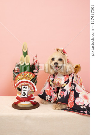粉紅色包包、新年松枝裝飾和穿著正裝的馬爾濟斯犬帕娜 粉紅色包包、新年松枝裝飾和穿著正裝的馬爾濟斯犬帕娜 137457505